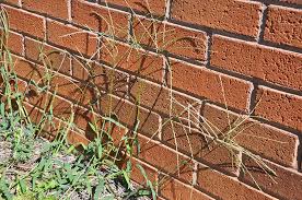 Shop pre emergent crabgrass killer at target to refresh your room. Fs1308 Crabgrass Control In Lawns For Homeowners In The Northern Us Rutgers Njaes