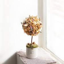 果子繡球花許願樹 plants