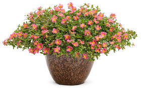 Image result for Portulaca