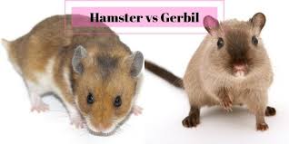 Hamster Vs Gerbil Which Is A Better Pet For You In 2020 Hamster Gerbil Pets