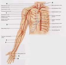 The radial artery travels across the front of the elbow, deep under muscle until it comes to the wrist. Arm And Forearm Vessels Flashcards Quizlet
