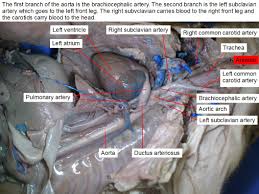 Reading Fetal Pig Dissection Biology Ii Laboratory Manual