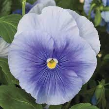 Delta Premium Pure Light Blue Pansy Pansies Flowers Flowers Flower Seeds