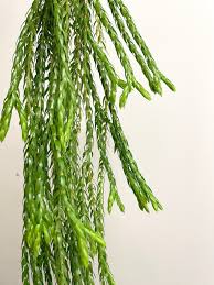 Image result for Huperzia bampsiana