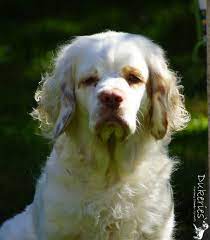 17 to 20 inches at the shoulder weight: Dukeries Sparkle Clumber Spaniel Spaniel Spaniel Puppies