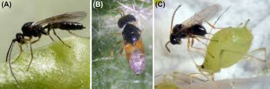 The banana aphid, pentalonia nigronervosa coquerel (hemiptera: Aphids And Their Biocontrol Sciencedirect