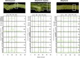 Image result for Blepharis diversispina