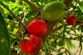 Mahkota dewa (phaleria macrocarpa) adalah tanaman asli daratan papua. Cara Mudah Menanam Mahkota Dewa Pt Kusuma Dipa Nugraha