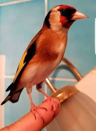 Vraiment Tres Elegant Le Chardonnert Woow حقا الحسون فائق الأناقة Https Www Youtube Com Bilelseg Https Www Facebook Com Cha Jilguero Aves Aves Hermosas
