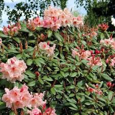 3 Ways To Prune Rhododendrons Finegardening Pruning Rhododendrons Rhododendron Fine Gardening