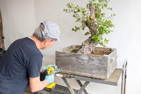 This live oak bonsai is being root pruned for several reasons. Restoring An Old Cork Oak Bonsai Bonsai Tonight