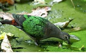 pin by عبدالرحيم البلوشي on birds world عالم الطيور animals masterpiece bird