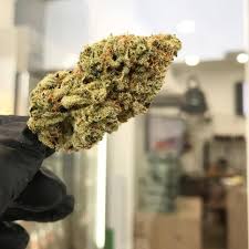 On the other hand, we denounce with righteous indignation and dislike men who are so beguiled and. Malibucc