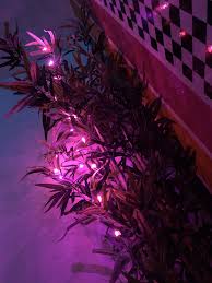 Pink Lights Ikea Plants Lights Fairy Lights