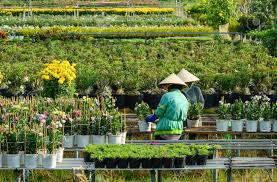 Water the garden regularly, providing the amount of water necessary for the specific plant varieties. Vietnamese Women Take Care Flowers At The Garden In Mekong Delta Vietnam Stock Photo Picture And Royalty Free Image Image 67047209