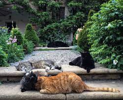 A Pride of Garden Cats | Pretty cats, Beautiful cats, Cats
