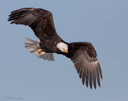 A Guide To Aging Bald Eagles Feathered Photography