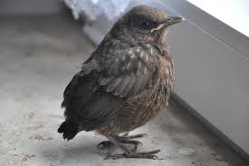 Amseln beim brüten ihrer jungvögel. Amsel Jungvogel Den Die Eltern Beim Durchfliegen Der Raume Vergessen Haben Deutschland Rheine 21 06 2012 Tier Fotos Eu