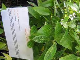 Daun pecah kaca banyak manfaat utk kesihatan. Pokok Pecah Kaca Wikipedia Bahasa Melayu Ensiklopedia Bebas