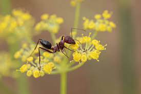 Counld you pl send me papers related to flower pollination by ants. Unlikely Pollinator By Stuart Nathaniel Jungledragon