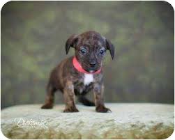 If you absolutely must have a dachshund puppy, please visit www.dachshundpuppies.com.au and follow the advice on this page. Vandalia Il Boston Terrier Meet Eli A Pet For Adoption