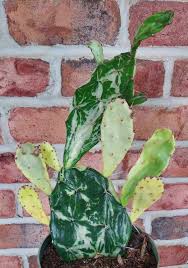 Image result for Opuntia monacantha