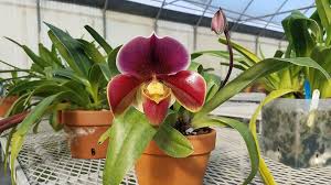 Image result for Habenaria microsaccus