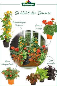 Man Nehme Ein Paar Orange Geranien Und Minihangepetunien Laubfarbene Susskartoffeln Und Zwei Schwarzaugige Susannen In Weiss Pflanzen Geranien Sommerblumen