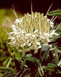 Image result for Pavetta troupinii