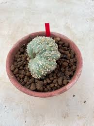 Image result for Loxodera caespitosa