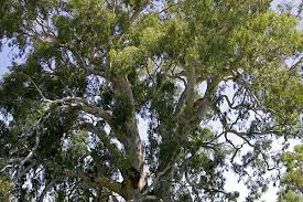 Image result for Eucalyptus camaldulensis
