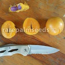 Image result for Ozoroa macrophylla