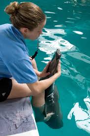 Pin On Winter The Dolphin