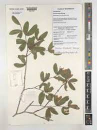 Image result for Icuria