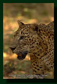 Leopard At Thalawila To Panikkawila Road In Wilpattu National Park May 2013 National Parks Park Northwest Coast