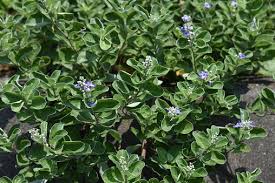 Image result for Vitex fischeri