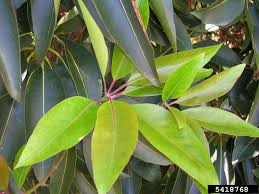 Image result for Lophostemon confertus