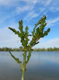 Image result for Najas marina