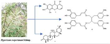 Image result for Hypericum roeperianum