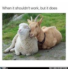 15 Sheep Memes Funnyfoto Animals Friendship Cute Animals Happy Animals
