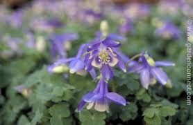 Image result for Aquilegia flabellata ministar