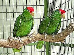 Types Of Birds You Can Have As Pets Learn How To Take Care Of A Green Cheeked Amazon Parrot In 2020 Amazon Parrot Parrot Pet Parrot Facts