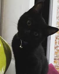 Cat Kedi Cats Kediler Kedileralemi Kedisevgisi Kedisever Siyahkedi Karakedi Blackcat Cutecat Kitty Lovecat Cat Cok Sirin Hayvanlar Kara Kedi Kedi