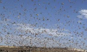 Entdecke plaga bei bound by metal. La Ultima Plaga En China Drones Contra Langostas Blog Mundo Global El Pais