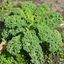 Image result for kadeřávek