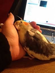 My Little 17 Year Old Snugglebug Cute Birds Pet Birds Cute Animals