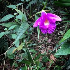 Image result for Marsdenia macrantha