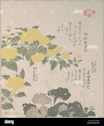 Image result for Corchorus kirkii