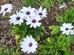 Image result for paprskovka obrázek