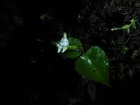 Image result for Disperis reichenbachiana